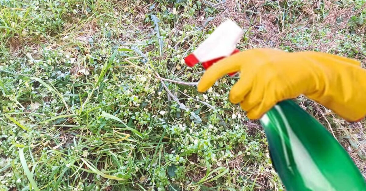 2 Effective Tricks To Get Rid Of Weeds