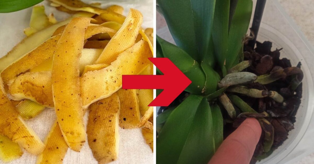 The Unexpected Potato Trick To Make Your Orchids Bloom