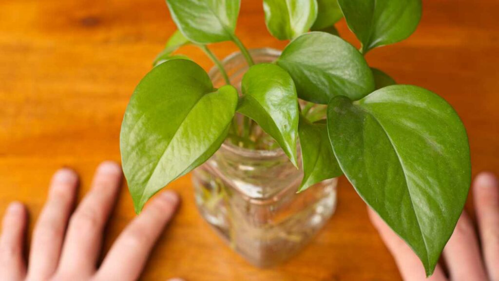 How To Grow Pothos In Water And Give An Elegant Touch To Your Home