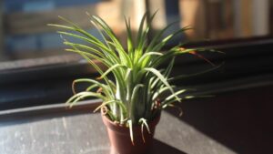 Bromeliads – How to Grow and Care for This Tropical Plant