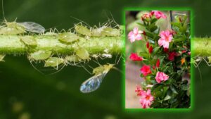 Dipladenia Plant, How to Protect It From Parasites