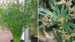 The False Papyrus, The Plant That Cannot Be Missing In Your Home