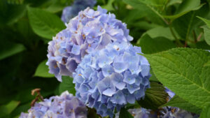 Hydrangea On the Balcony, these are the Common Problems You Need to Avoid