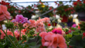 The Trick to Make Geraniums Bloom Faster