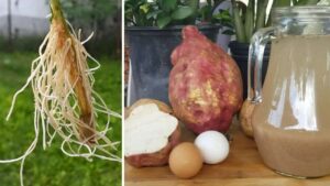 How to Root Plants Naturally With This Powerful Infusion