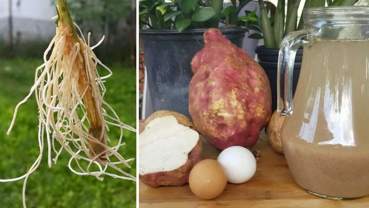 use root plants naturally with this powerful infusion