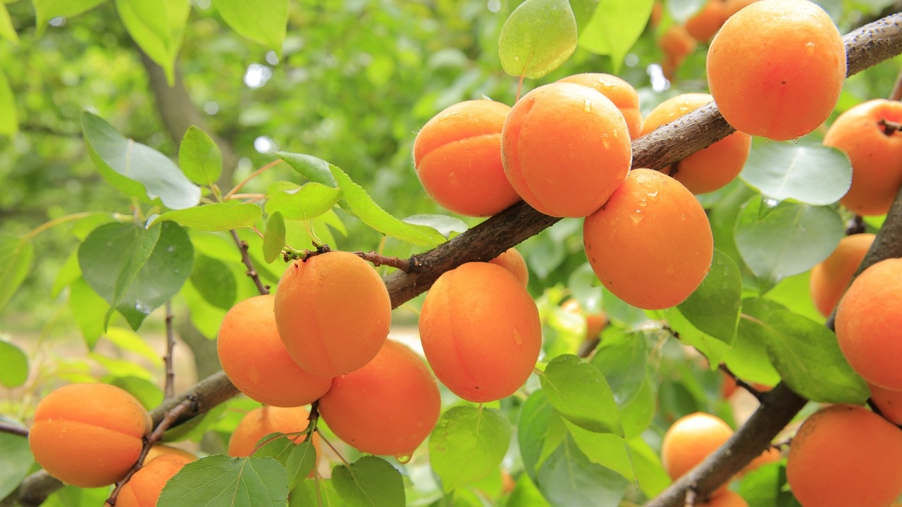 apricots on the branches of the tree