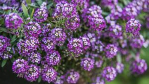 Alyssum, the Plant Without Anger: What Is Its True Meaning