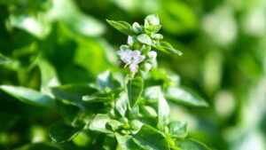 Does Your Basil Have Flowers? Don’t Throw Them Away, Just Use Them Like This