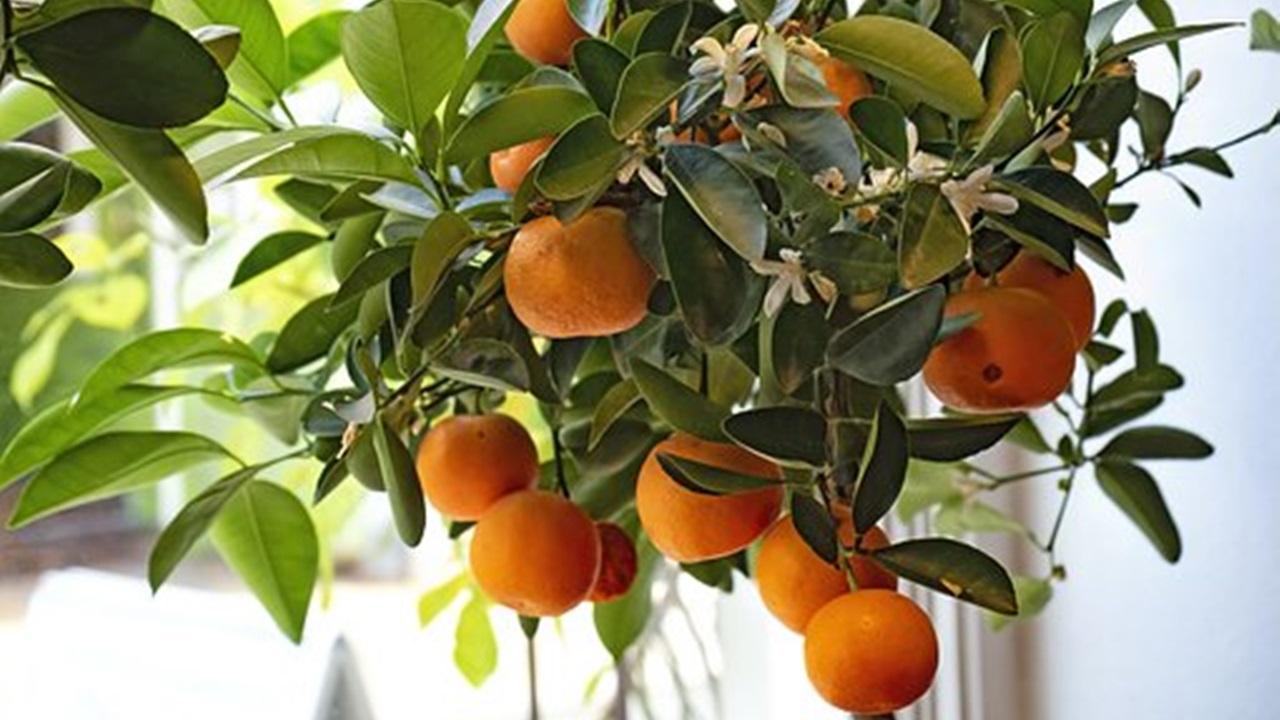 clementines tree with them on it