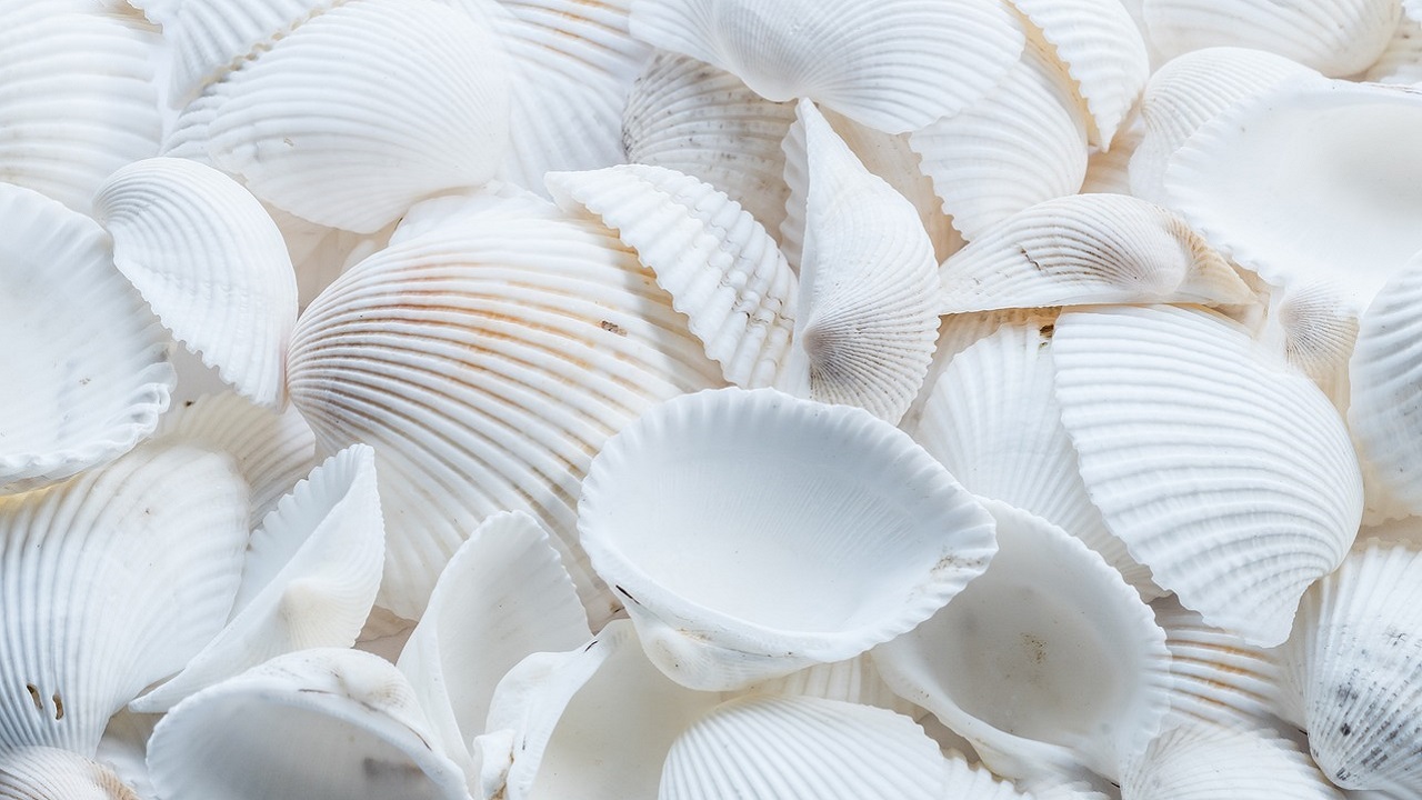 bunch of shells