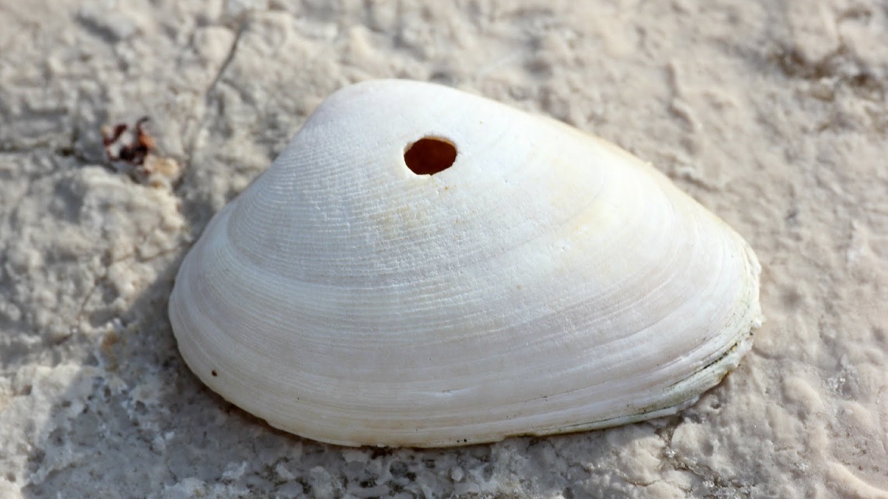shell with a hole
