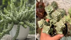 How to Care for Crassula Perforated or Button Necklace Succulent