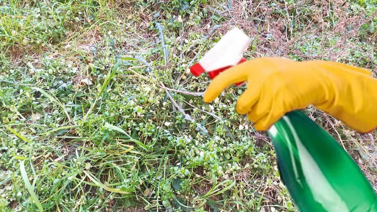 Remove weeds from the garden