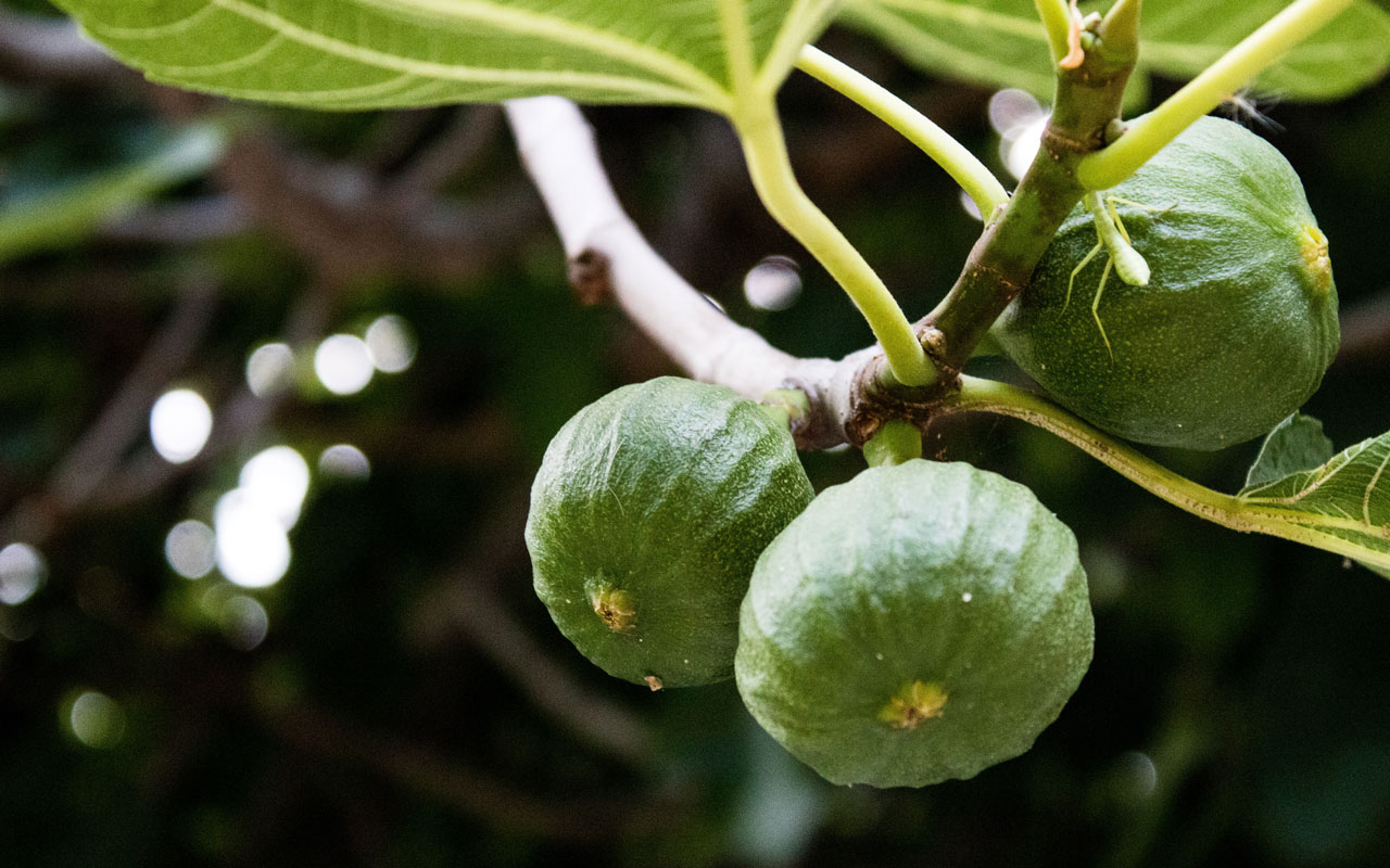 how to distinguishing Features of Figs and Fioroni