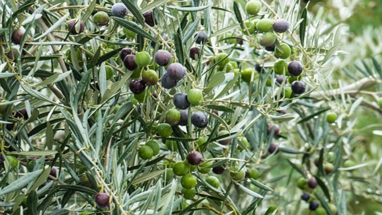displaying olive plants