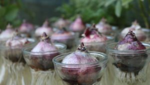 Onions in Plastic Cups: A Foolproof Trick for Growing New Plants