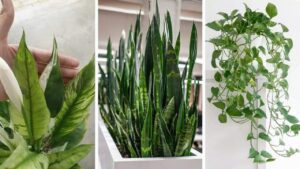 7 Indoor Plants That Eliminate Dust and Allergies