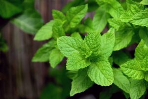 Mint From Your Garden, How to Preserve It and How to Use It