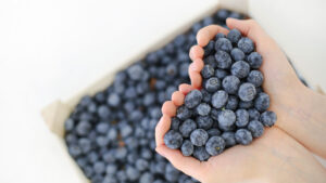 Blueberries on the Balcony, the Trick to Grow Them