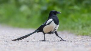 Do You Often Find a Magpie in Your Garden? Do You Know There’s a Reason? That’s What She’s Drawn to