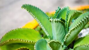 “Mother of Thousands”: A Plant With Particular Growth and a Thousand Benefits