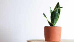 Sansevieria: How to Prepare Perfect Soil