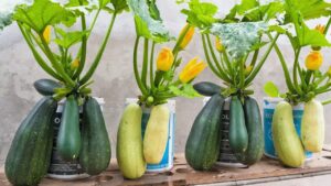 A Step-By-Step Guide to Growing Potted Zucchini on Your Patio or Deck