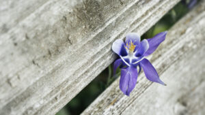 Do Orchid Buds Turn Yellow and Fall Off? Maybe, You Make This Mistake