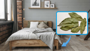 Bay Leaves Under the Bed: What is the Reason for This Custom Handed Down From Grandparents?