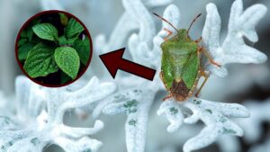 How to Permanently Eliminate Stink Bugs From Your Home with Natural Remedies