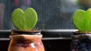 No, It’s Not Fake. Do You Know the Heart-shaped Plant? It’s Very Easy to Have at Home