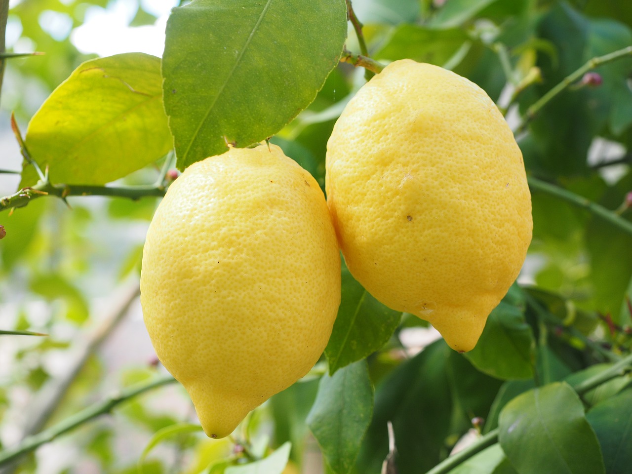 beautiful lemons hanging from trees