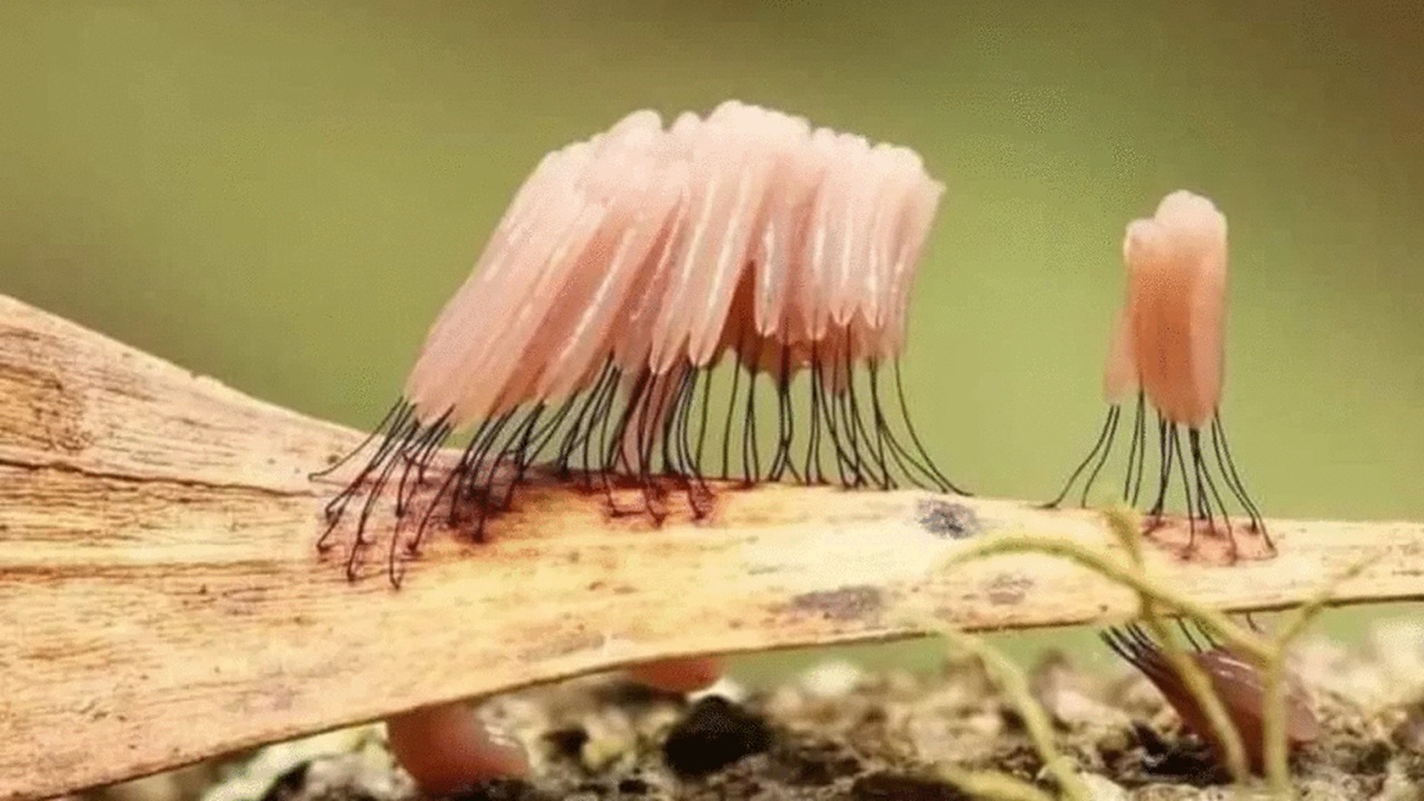 Myxomycetes: the fascinating organisms capable of making themselves visible