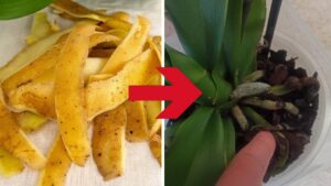 The Unexpected Potato Trick to Make Your Orchids Bloom