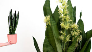 Sansevieria, Did You Know That There is a Trick to Make It Bloom?