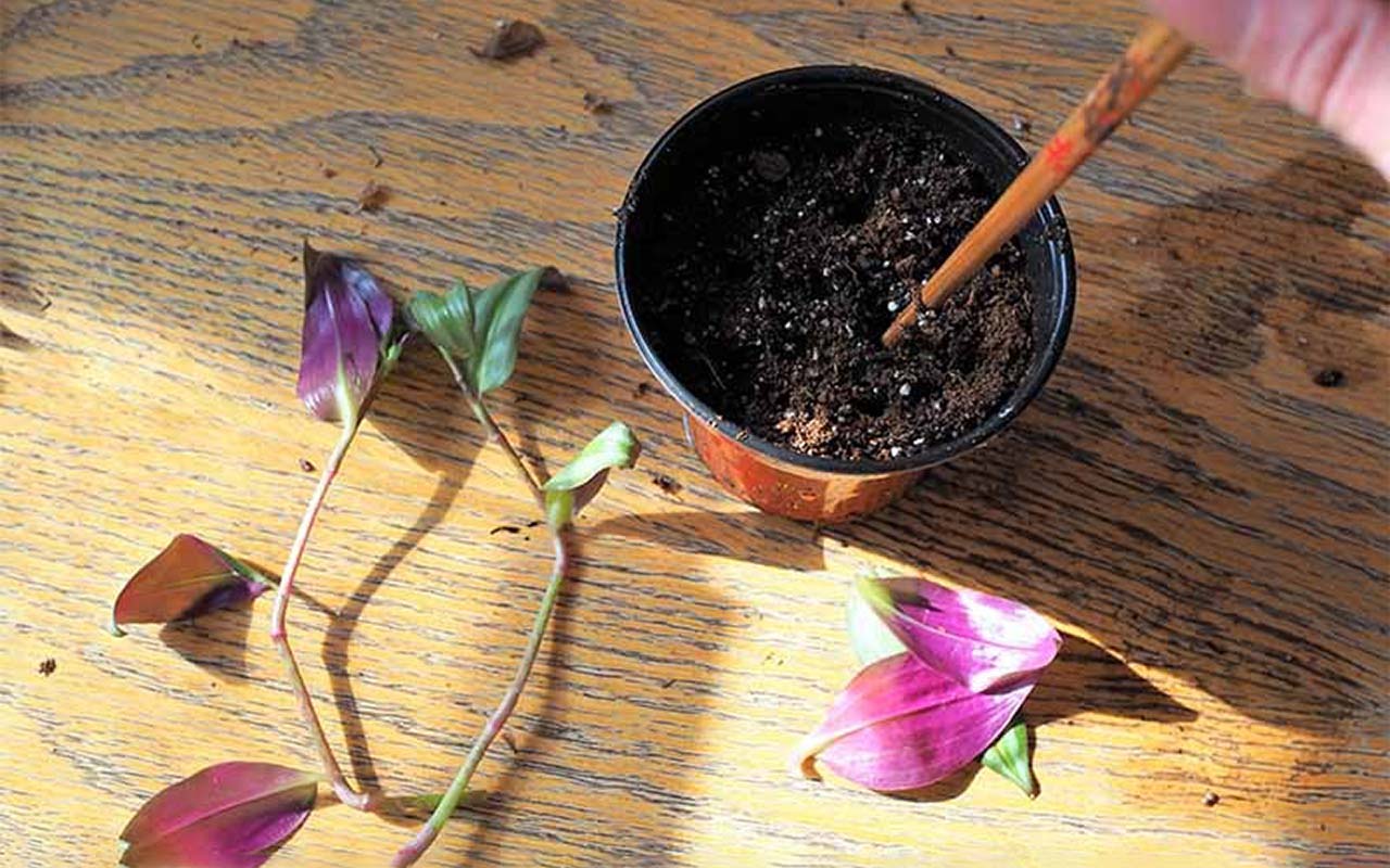 Make new Tradescantia plants from cutting.