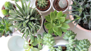 The Meaning of Receiving and Giving Succulents