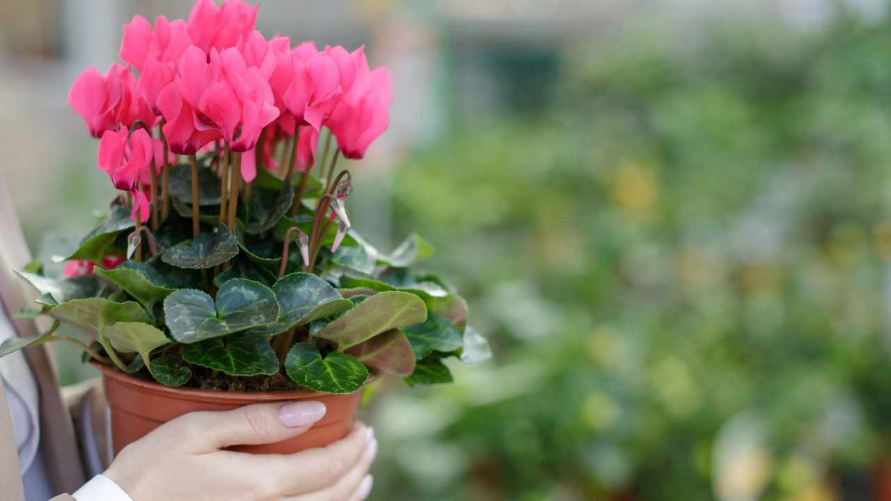5 useful tips to ensure healthy growth for cyclamen