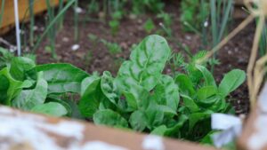 How to Grow Spinach: Everything You Need to Know