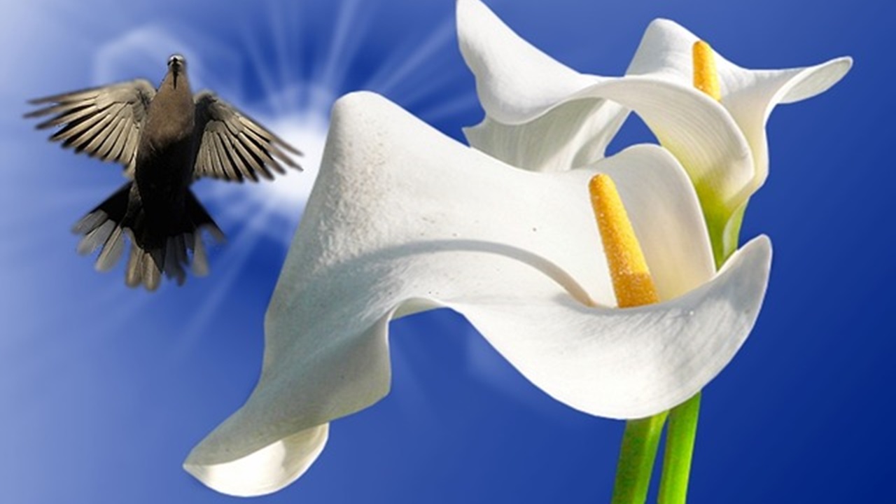 blossom peace lily